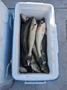 Fish-Species