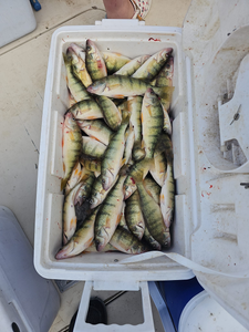 8 American Yellow Perch caught while fishing in Port Clinton
