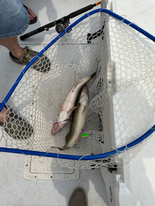 Blue catfish caught while fishing in Port Clinton