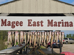 11 bluefish caught fishing in OH