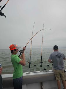 Fish-Species