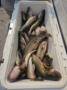 Three fish caught while fishing in Port Clinton