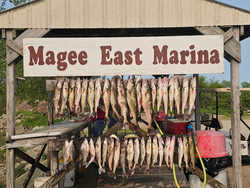 Three fish caught while fishing in Port Clinton