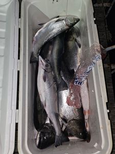 Fresh caught coho salmon in cooler from Port Clinton OH fishing trip