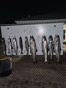 Fresh caught chinook salmon, coho salmon and lake trout displayed on cleaning station in Port Clinton OH