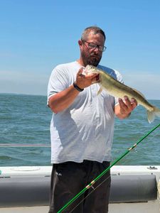 Walleye caught while fishing in Port Clinton OH