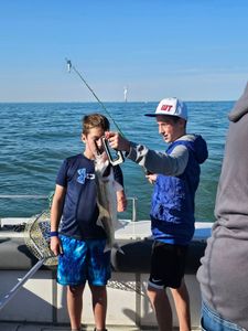 Walleye caught during fishing trip in Port Clinton OH with fishing rod and net on boat