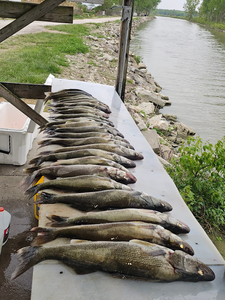Three fish caught in OH