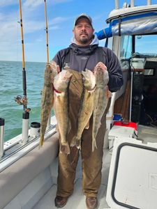 Three sauger fish caught in OH by angler