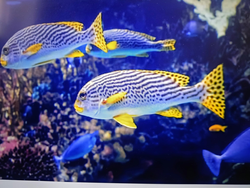 Vibrant tropical species thriving near New Delhi coral formations!