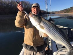 Striped Bass in Beaver Lake, AR