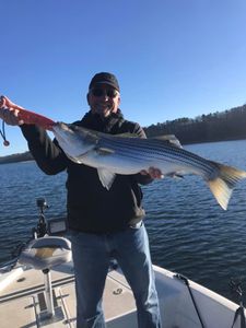 Striped Bass in Beaver Lake, AR