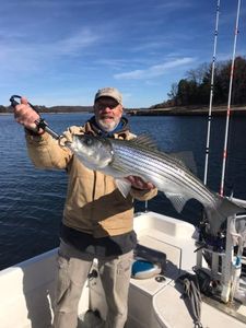 Striped Bass in Beaver Lake, AR