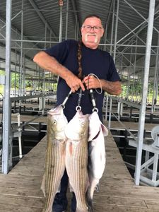 A few Big Stripers out of Beaver Lake