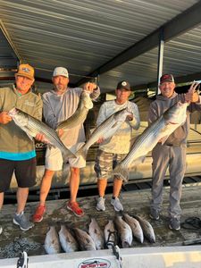 Three striped bass caught while fishing in Arkansas