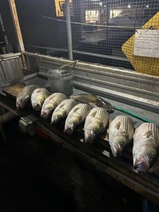 Striped bass fishing in AR