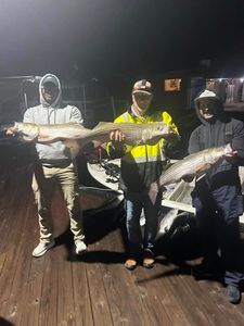 Two striped bass caught during fishing in Arkansas