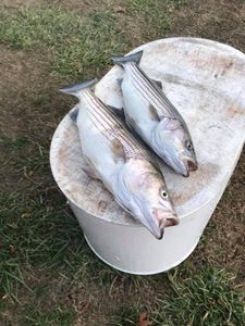 Two striped bass caught while fishing in Garfield