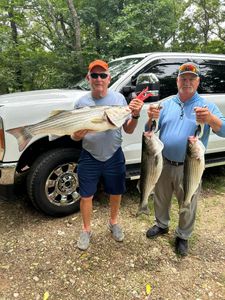 Three striped bass caught in AR