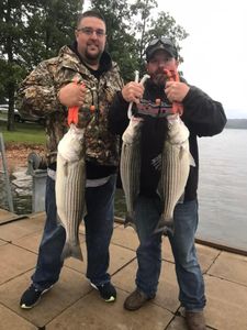 Three striped bass caught in AR