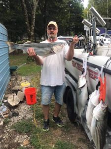Three striped bass caught while fishing in Garfield