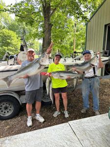 3 striped bass fish caught in AR