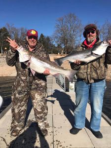 Two striped bass caught by two people in Garfield
