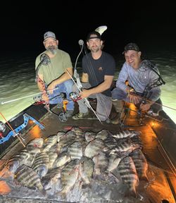 Two sheepshead fish caught in Umatilla, Florida
