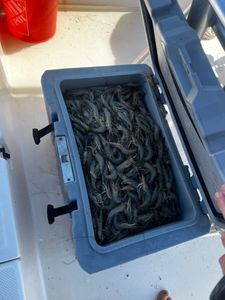 South Carolina waters, always biting