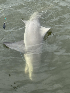 Reeling in a Bonnethead Shark on a partly cloudy day at Church of the Cross!