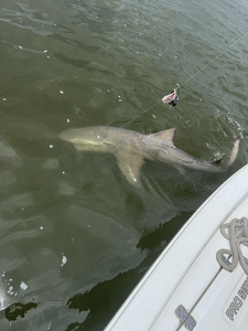 Braving partly cloudy skies and rain for the best bull shark action!