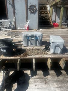 Shrimps in, stress out