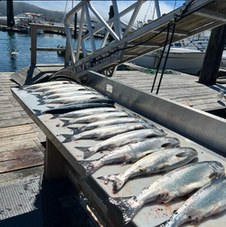 3 hardhead sea catfish caught in Sooke