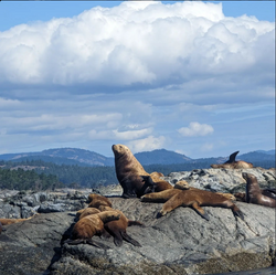 Scenic view of Sooke, a coastal town in British Columbia, Canada