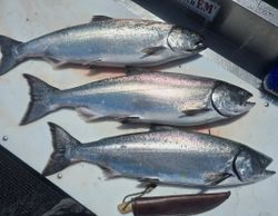 Three Chinook salmon caught in Sooke, fishing