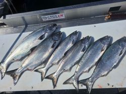 Three rainbow trout caught while fishing in Sooke