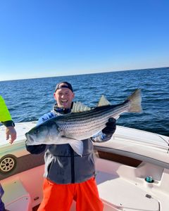 Striped Bass, Point Pleasant: Dive in!