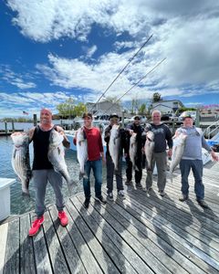A group of 7 Striped Bass in NJ