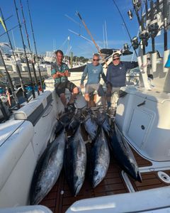 Blackfin tunas caught during a fishing trip at Point Pleasant