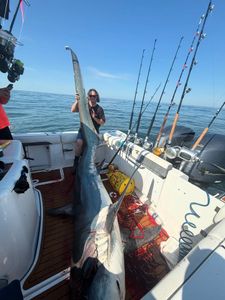Hardhead Sea Catfish caught while fishing in Point Pleasant
