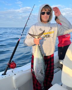 Little Tunny fish caught during fishing in NJ