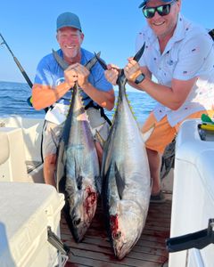 Two yellowfin tuna, a large 37-inch catch, in Point Pleasant