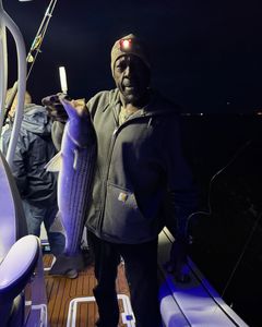 Striped bass caught in NJ