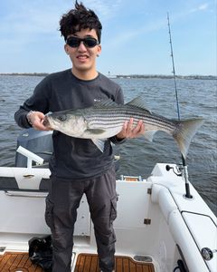 A single striped bass fish caught on a fishing trip in NJ