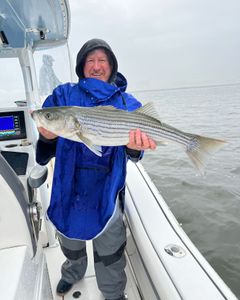 Striped bass caught while fishing in NJ