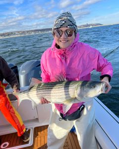 Striped bass caught fishing in Point Pleasant