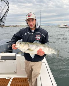 Striped bass caught while fishing in Point Pleasant