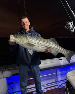 Striped bass being caught by fishermen in Point Pleasant