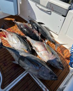 Three blackfin tuna fish caught during fishing trip in Point Pleasant