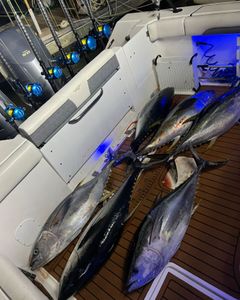 Two huge Blackfin Tuna and Yellowfin Tuna fish caught while fishing in NJ